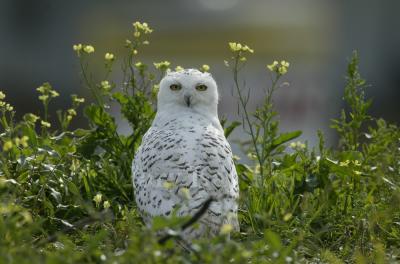 Snowy Owl 58FB0016.jpg