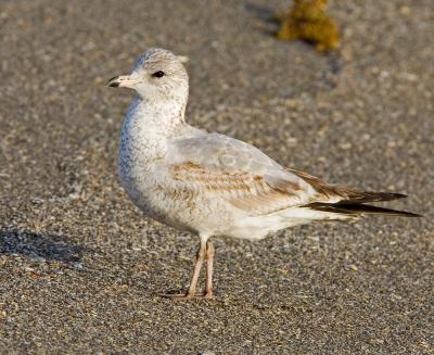 g3/01/640901/3/57883831.RingbilledGull_H9G9144.jpg