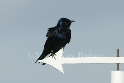 PURPLE MARTINS (Progne subis)