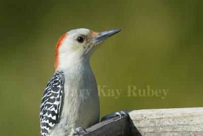 Red-bellied Woodpecker  _58FB0368.jpg