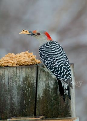 Red-bellied Woodpecker 58FB4847.jpg