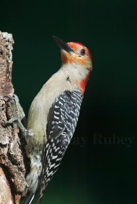 Red-bellied Woodpecker D4EC2748.jpg