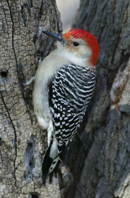 Red-bellied Woodpecker D4EC6775-rl.jpg