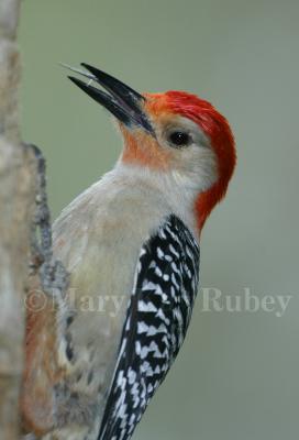 Red-bellied Woodpecker _58FB8353-r.jpg