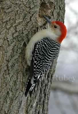 Red-bellied Woodpecker _D4EC6482.jpg