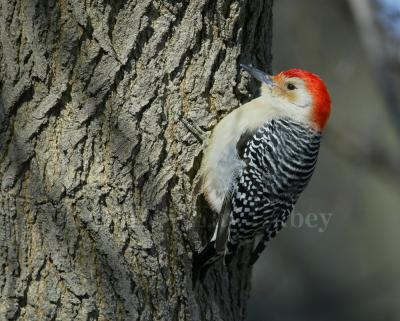 Red-bellied Woodpecker _D4EC6714.jpg