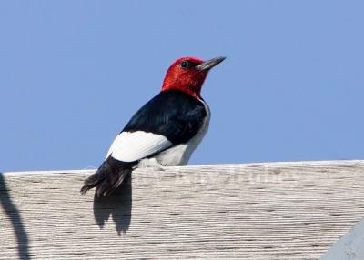 Red-headed Woodpecker _H9G2901.jpg
