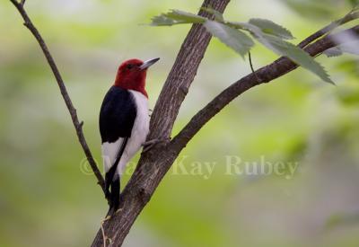 Red-headed Woodpecker _S9S2231.jpg