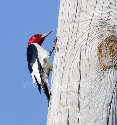 Red-headed Woodpecker _S9S2788.jpg