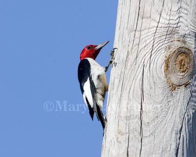 Red-headed Woodpecker _S9S2789.jpg