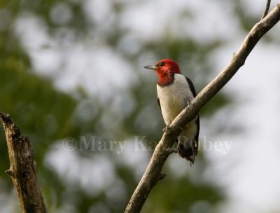 Red-headed woodpecker _H9G3627.jpg