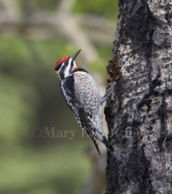 Red-naped Sapsucker _H9G1337.jpg