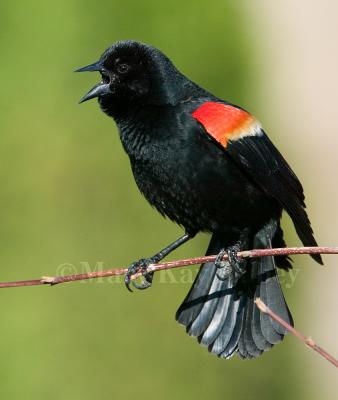 Red-winged blackbird 58FB8149.jpg
