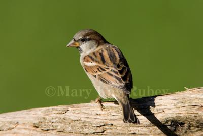 House Sparrow male _S9S9642.jpg