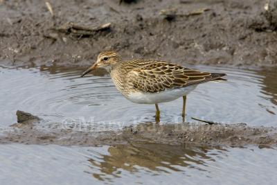 Pectoral Sandpiper _H9G6325.jpg (Calidris melanotos)