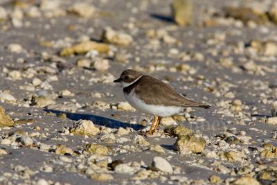 Semipalmated Plover _H9G5547.jpg