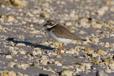 Semipalmated Plover _H9G5554.jpg