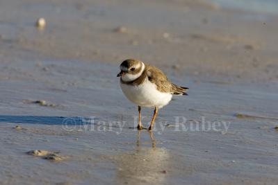 Semipalmated Plover _H9G5577.jpg