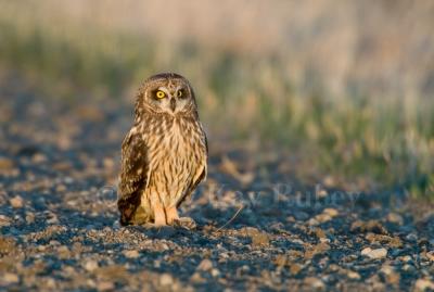 Short-eared Owl D4EC8312.jpg