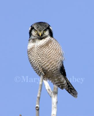 Northern Hawk Owl _S9S9342.jpg