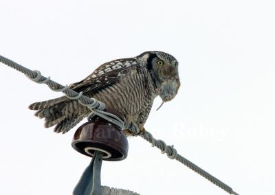 Northern Hawk Owl _S9S9400.jpg