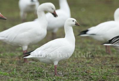 ROSS'S GEESE (Chen rossii)