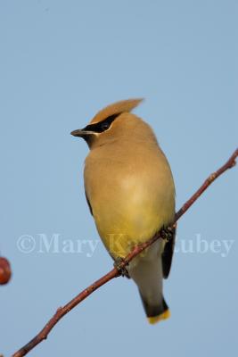 Cedar Waxwing _S9S3947.jpg