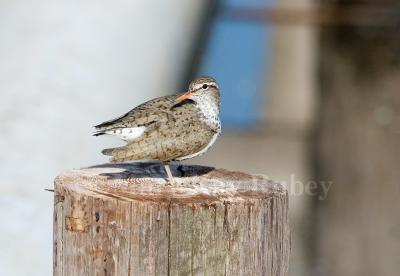 Spotted Sandpiper D4EC0735.jpg