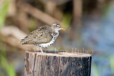 SPOTTED SANDPIPERS (Actitis macularius)