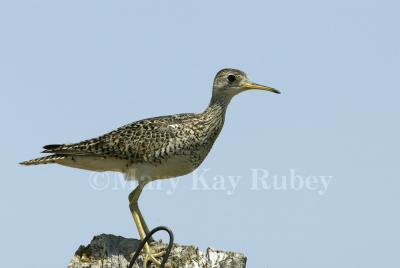g3/01/640901/3/58149454.UplandSandpiper58FB9271.jpg