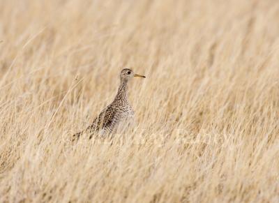 g3/01/640901/3/58149456.UplandSandpiper_H9G0882.jpg