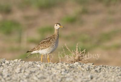 g3/01/640901/3/58149457.UplandSandpiper_H9G1636.jpg