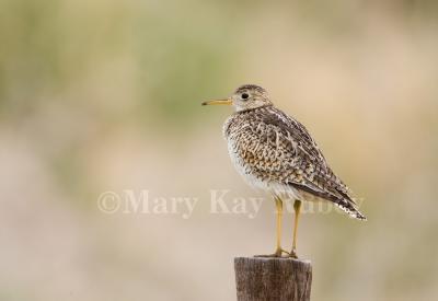 g3/01/640901/3/58149459.UplandSandpiper_H9G1648.jpg