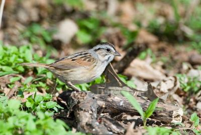 Swamp Sparrow  D4EC9112.jpg