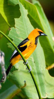 Spot-breasted Oriole _H9G3598.jpg