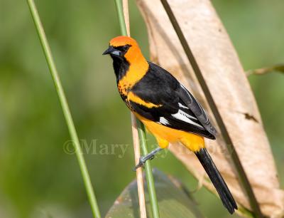 Spot-breasted Oriole _H9G3657.jpg