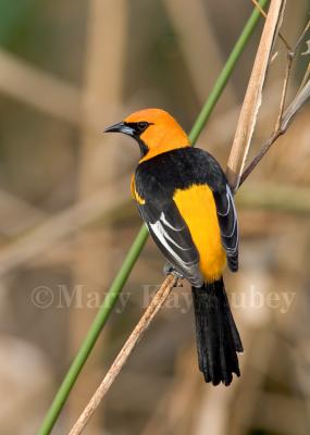 Spot-breasted Oriole _H9G3716.jpg