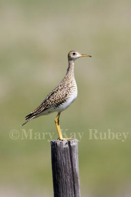 g3/01/640901/3/58183120.UplandSandpiper_S9S9013.jpg