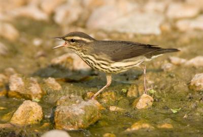 Northern Waterthrush _S9S7046.jpg