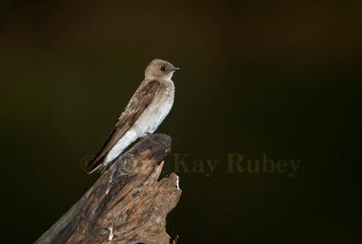 Northern Roug-winged Swallow _H9G0077.jpg