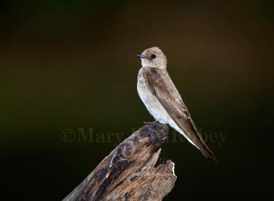 Northern Rough-winged Swallow _H9G0089.jpg