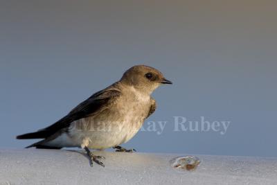 Northern Rough-winged Swallow _H9G7564.jpg