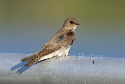 Northern Rough-winged Swallow _H9G7611.jpg