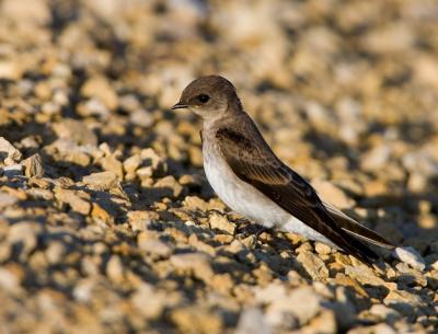 Northern Rough-winged Swallow juv _S9S2761.jpg