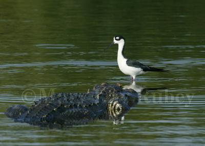 Black-necked Stilt with alligator 58FB7285.jpg