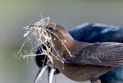 Boat-tailed Grackle with nesting matl D4EC4821.jpg