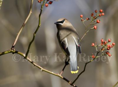 Cedar Waxwing _H9G8261.jpg