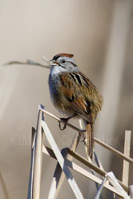 Swamp Sparrow _H9G6885.jpg