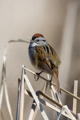 Swamp Sparrow _H9G6891.jpg