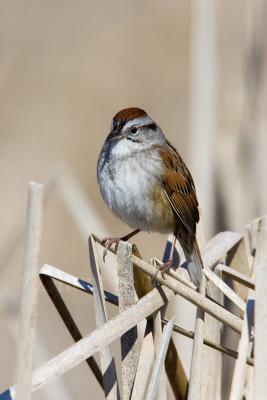 Swamp Sparrow _H9G6945.jpg